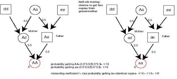 全同胞、半同胞关系认定